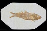 Knightia Fossil Fish - Wyoming #79951-1